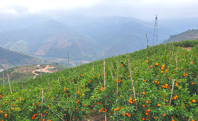 1620271329167388.png 20210426 ga黄金甲平台打造可视化生鲜直采.png